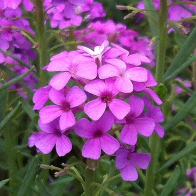 Aethionema armenum Warley Rose (Flowering)