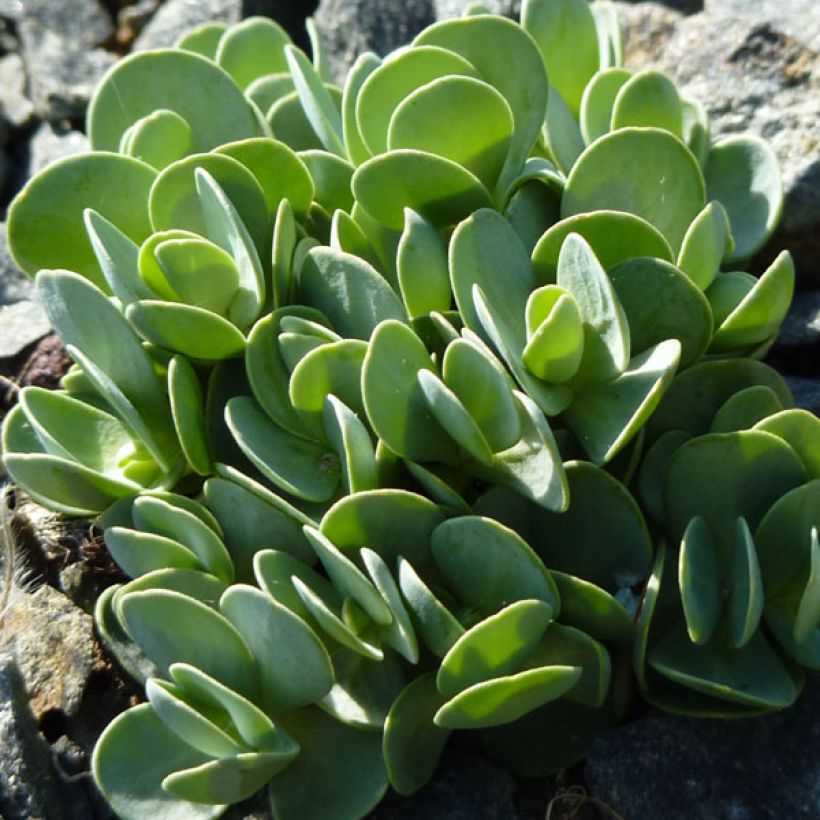 Aethionema oppositifolium (Foliage)