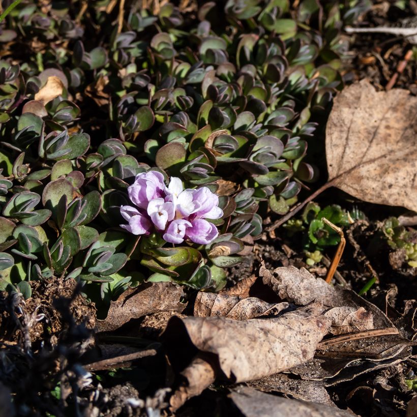 Aethionema oppositifolium (Plant habit)