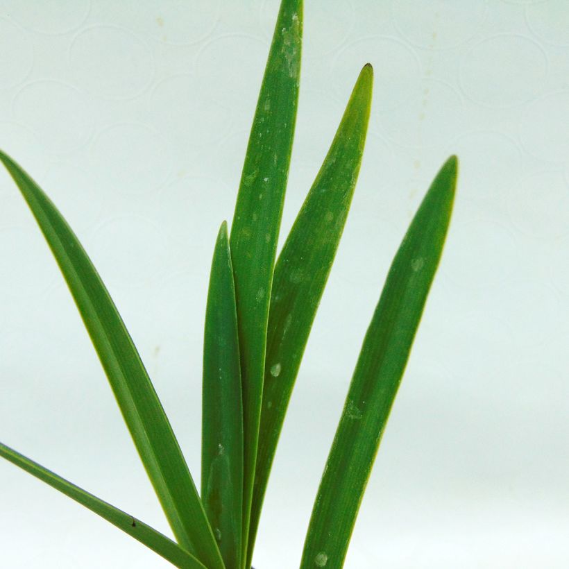 Agapanthus Back in Black (Foliage)