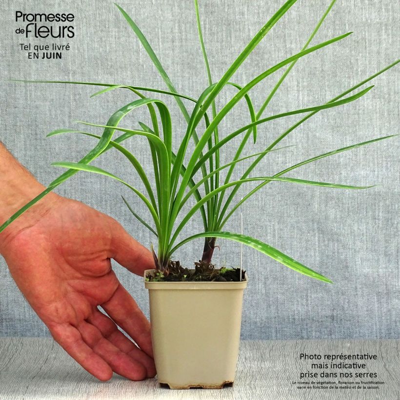 Agapanthus Back in Black 8/9 cm pot sample as delivered in summer