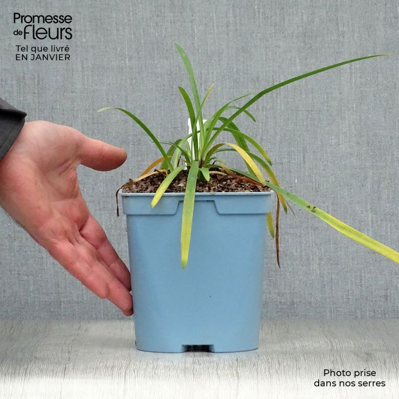 Agapanthus Black Buddhist 2L/3L pot sample as delivered in winter