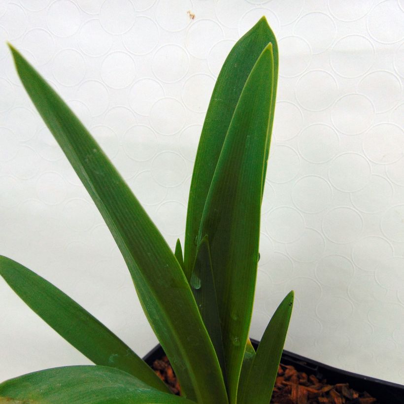 Agapanthus inapertus subsp. pendulus Black Magic (Foliage)