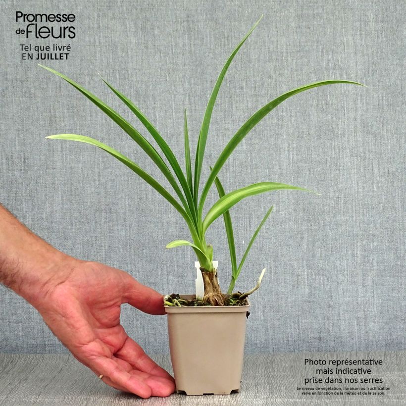 Agapanthus inapertus subsp. pendulus Black Magic 8/9 cm pot sample as delivered in summer