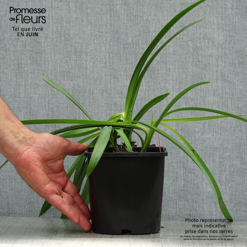 Agapanthus inapertus subsp. pendulus Black Magic 2L/3L pot sample as delivered in summer