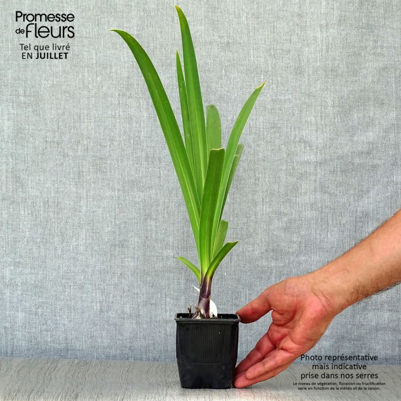 Agapanthus Black Pantha - Lily of the Nile 8/9 cm pot sample as delivered in summer