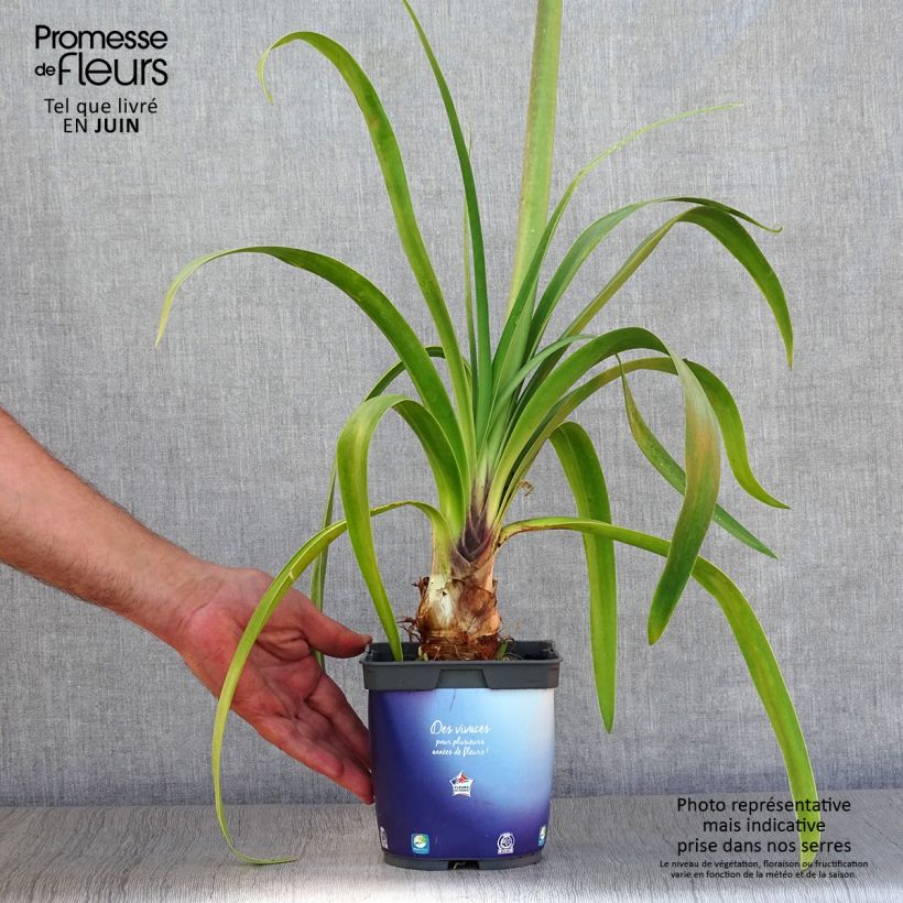 Agapanthus Black Pantha - Lily of the Nile 2L/3L pot sample as delivered in summer