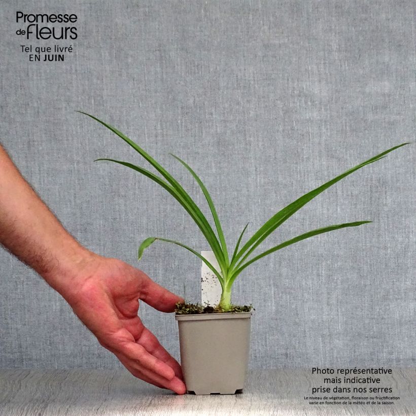 Agapanthus Blue Heaven 8/9 cm pot sample as delivered in summer
