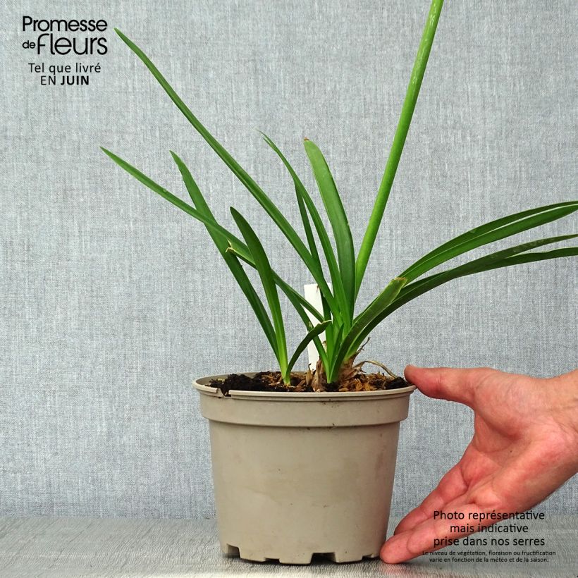 Agapanthus Blue Heaven 2L/3L pot sample as delivered in summer