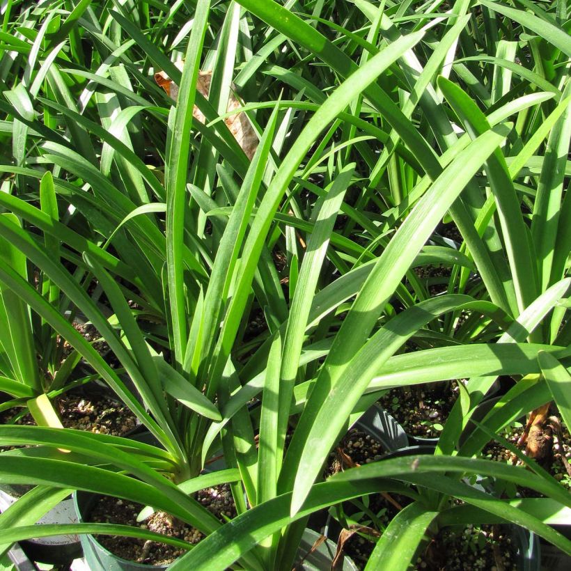 Agapanthus Blue Moon (Foliage)