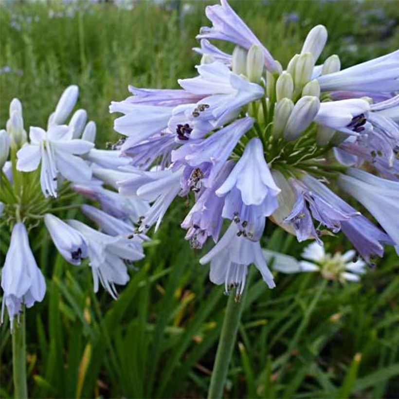 Agapanthus Blue Moon (Flowering)