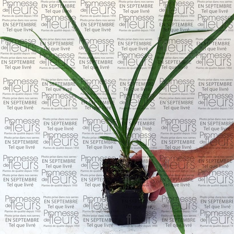 Example of Agapanthus Blue Moon specimen as delivered