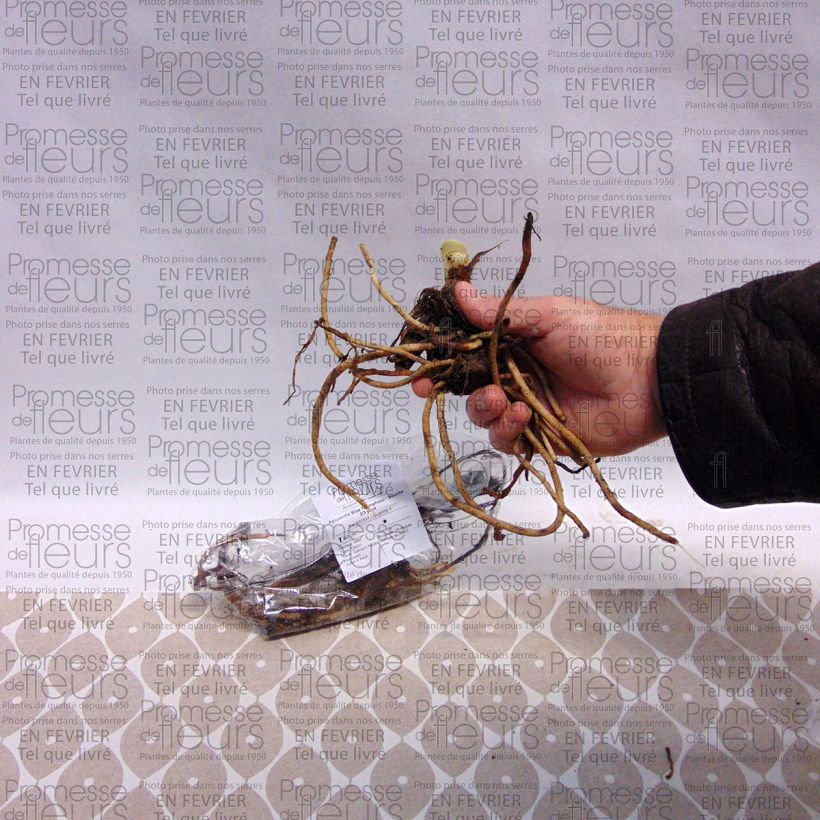 Example of Agapanthus Blue Triumphator Bare root 1-2 eyes specimen as delivered