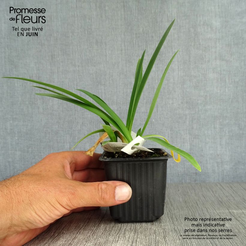 Agapanthus Blue Triumphator 8/9 cm pot sample as delivered in summer