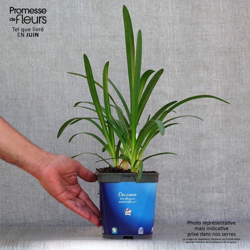 Agapanthus Blue Triumphator 2L/3L pot sample as delivered in summer