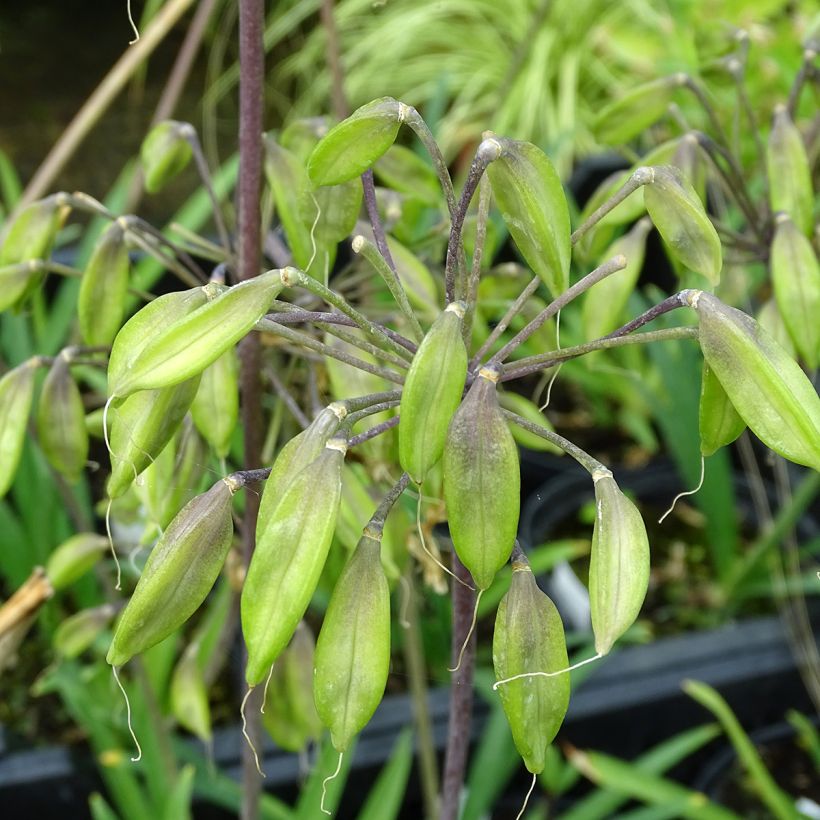 Agapanthus Blue Triumphator (Harvest)