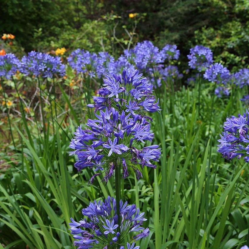 Agapanthus Blue Storm (Flowering)