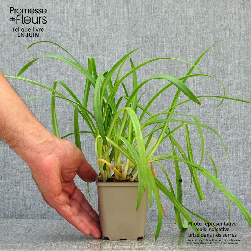 Agapanthus Brilliant Blue 8/9 cm pot sample as delivered in summer
