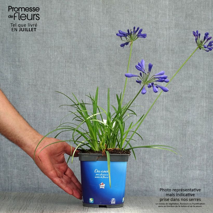 Agapanthus Brilliant Blue 2L/3L pot sample as delivered in summer