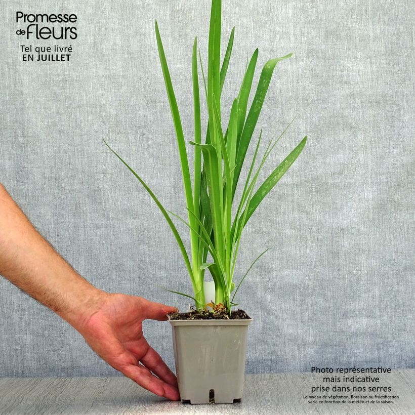 Agapanthus Celebration 1L/1.5L pot sample as delivered in summer