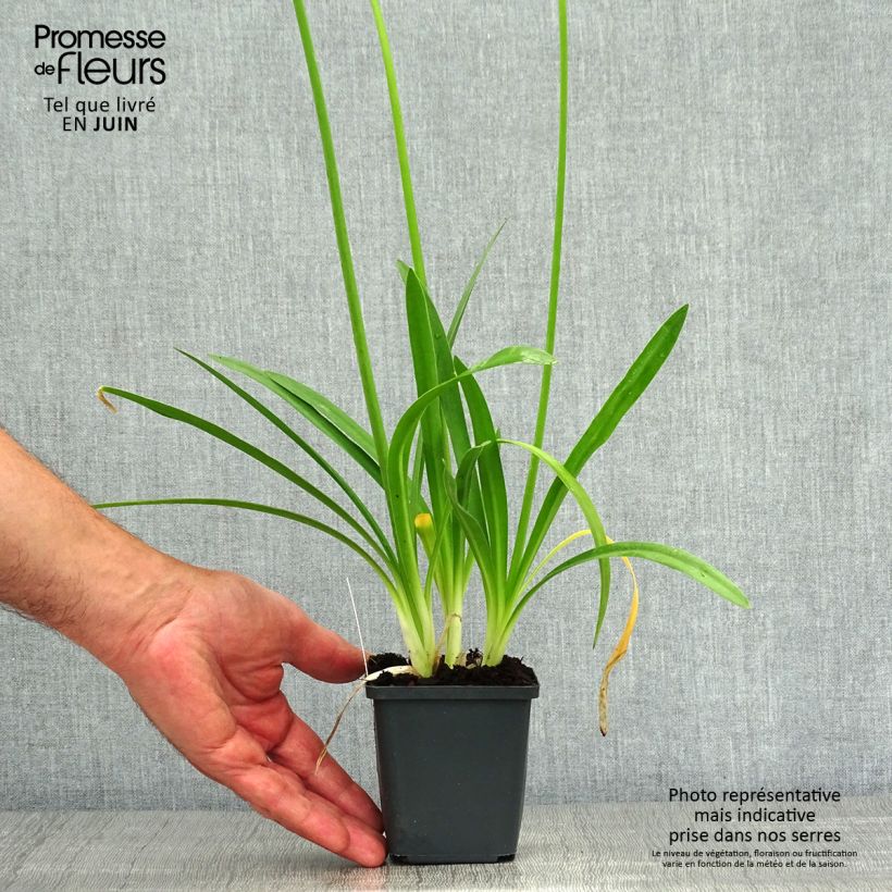 Agapanthus Charlotte 8/9 cm pot sample as delivered in summer