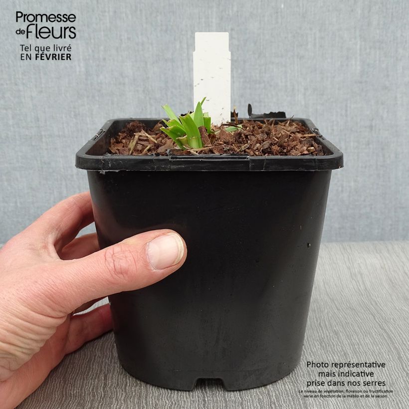 Agapanthus Charlotte 2L/3L pot sample as delivered in winter
