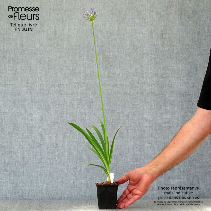 Agapanthus Dokter Brouwer 8/9 cm pot sample as delivered in summer