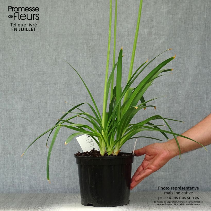 Agapanthus Dokter Brouwer 4L/5L pot sample as delivered in summer