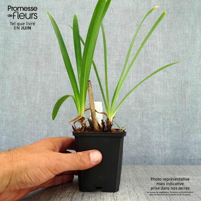Agapanthus Donau 8/9 cm pot sample as delivered in summer