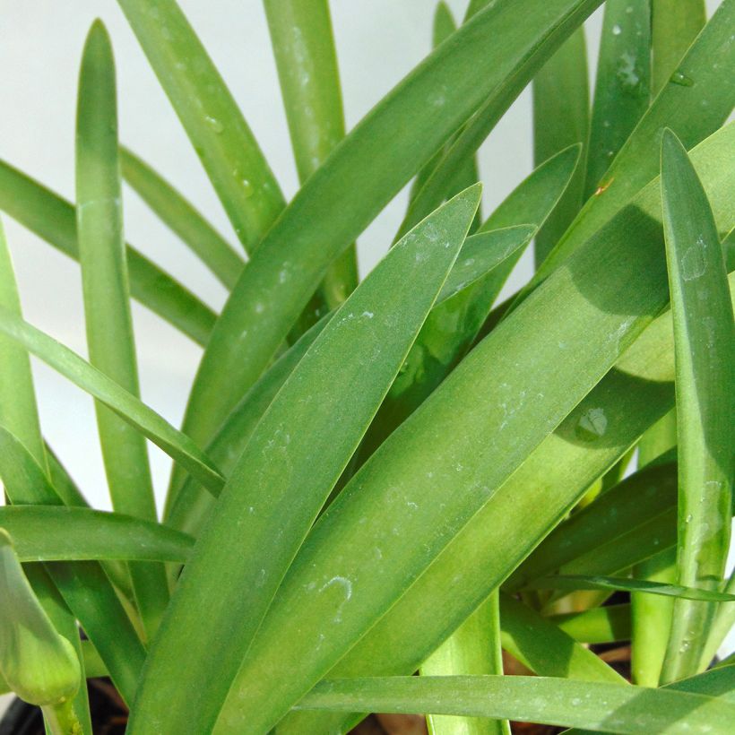 Double Diamond Agapanthus (Foliage)