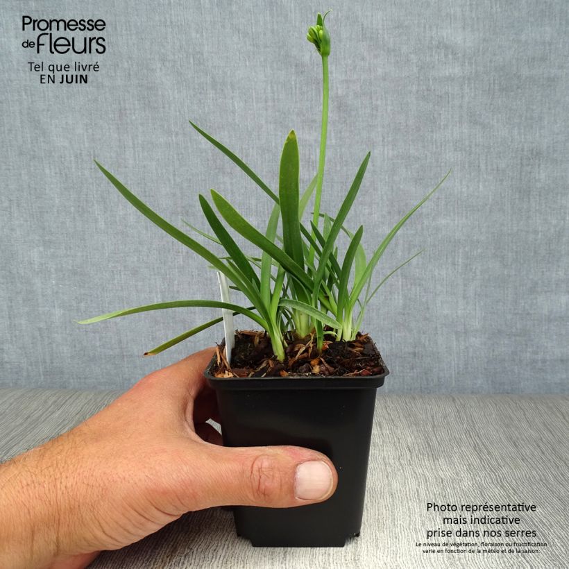 Double Diamond Agapanthus 8/9 cm pot sample as delivered in summer
