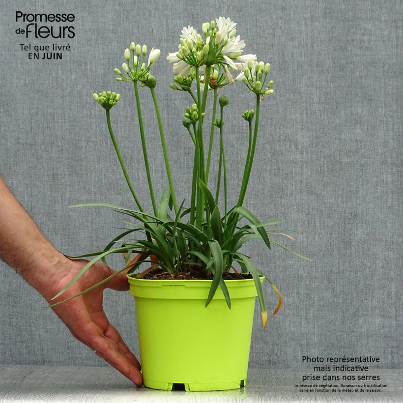Double Diamond Agapanthus 2L/3L pot sample as delivered in summer