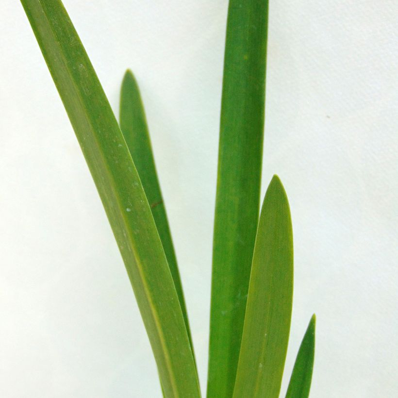 Agapanthus Enigma (Foliage)