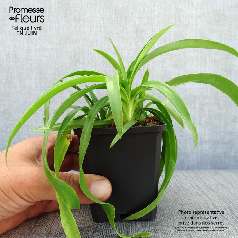 Agapanthus Enigma 8/9 cm pot sample as delivered in summer
