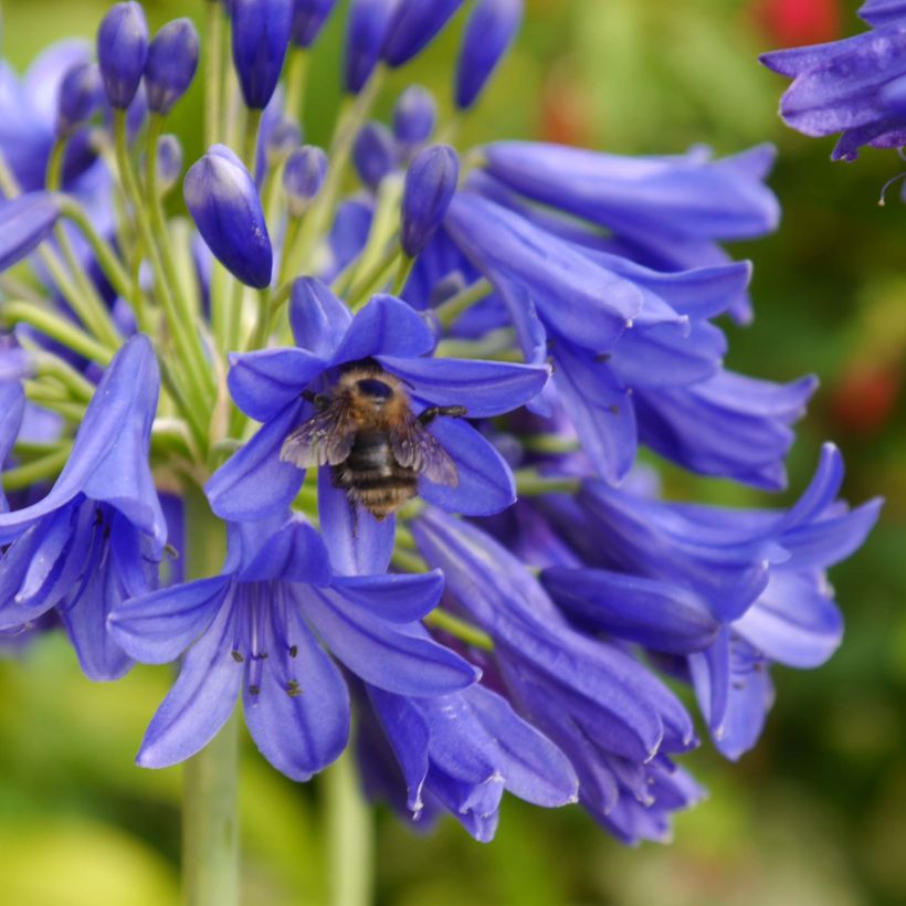 Agapanthus Flower of Love (Flowering)