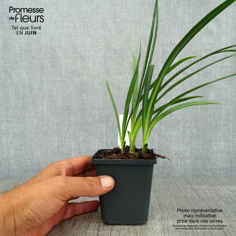 Agapanthus Flower of Love 8/9 cm pot sample as delivered in summer