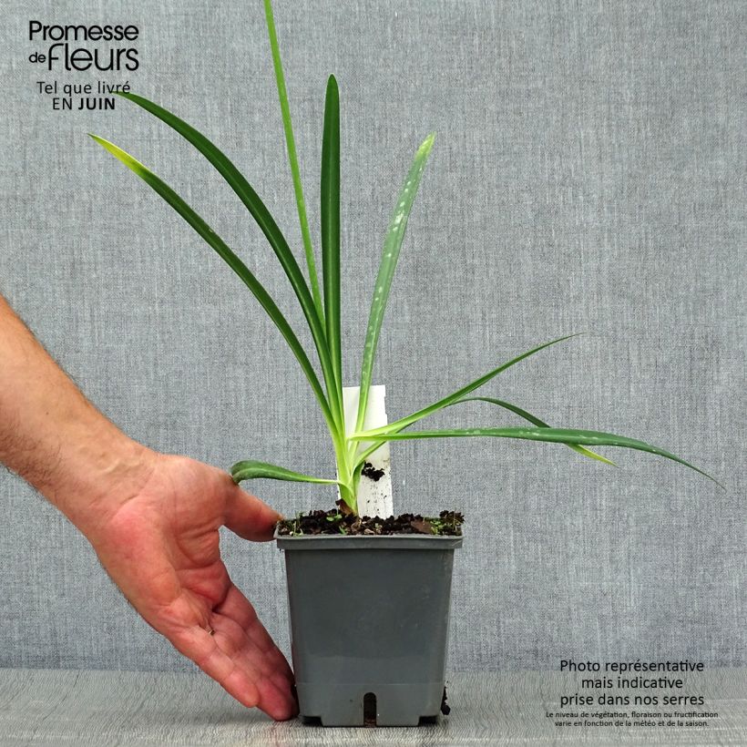 Agapanthus Flower of Love 1L/1.5L pot sample as delivered in summer