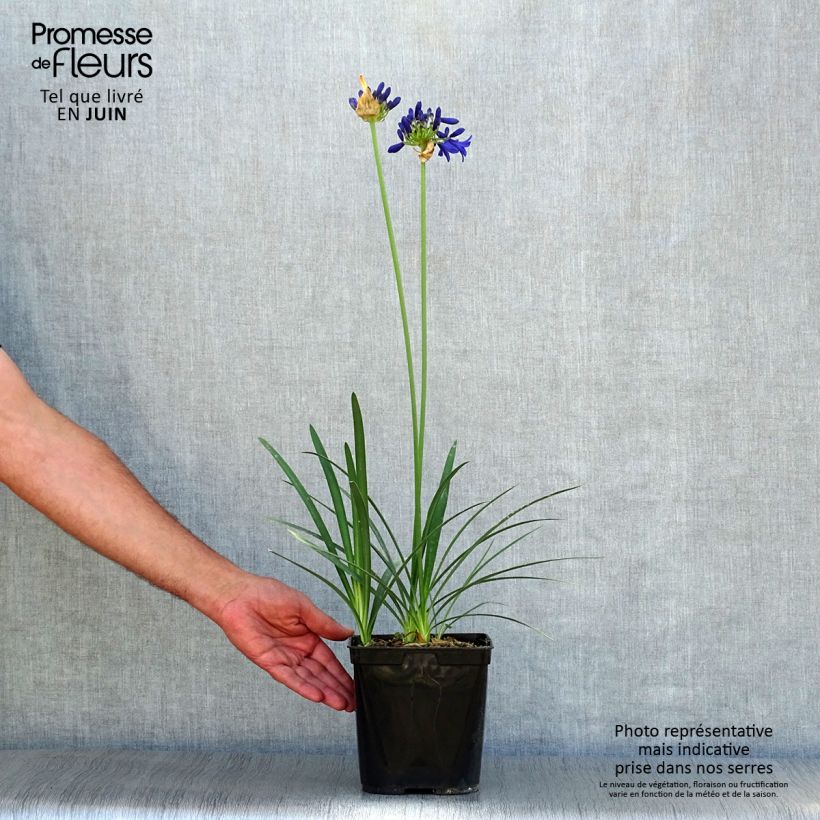 Agapanthus Flower of Love 3L/4L pot sample as delivered in summer