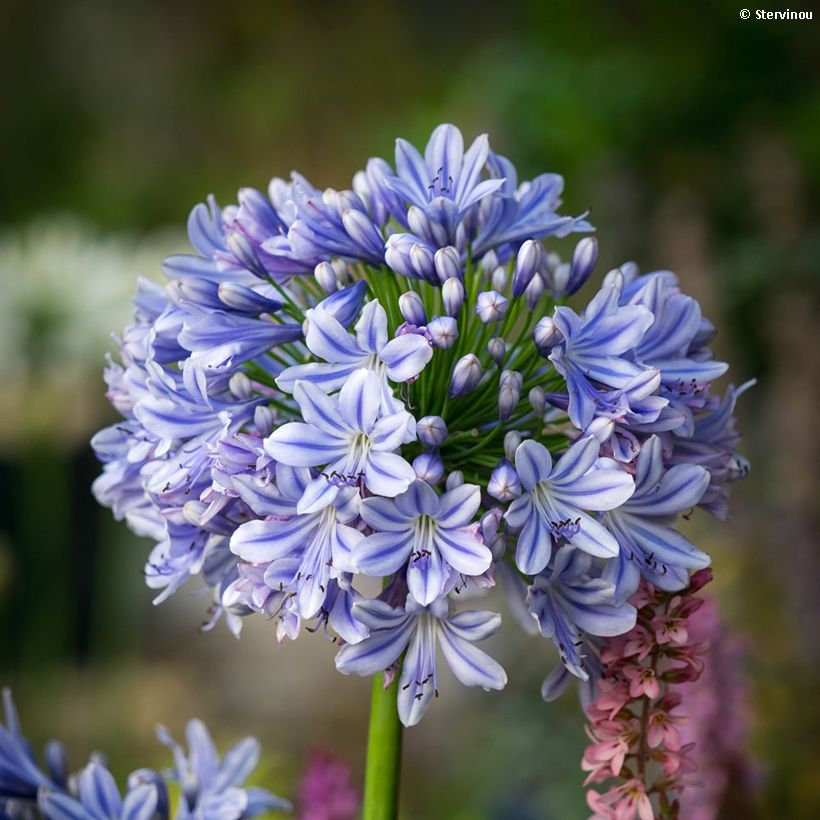 Agapanthus praecox subsp. orientalis Full Moon (Flowering)