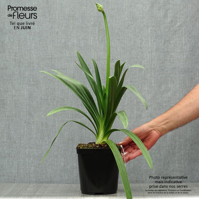 Agapanthus Full Moon 2L/3L pot sample as delivered in summer
