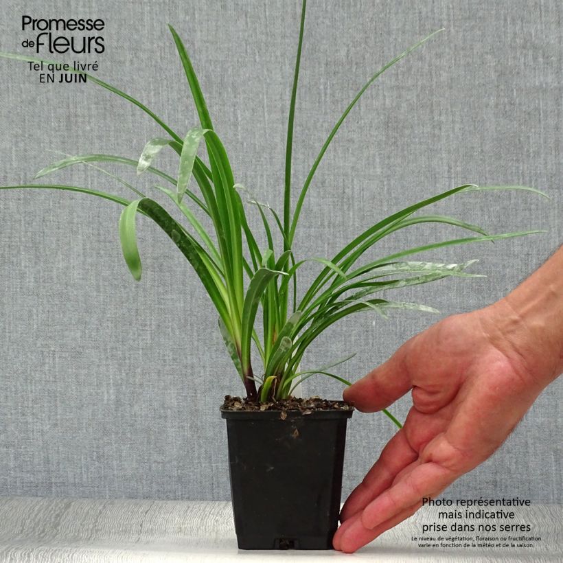 Agapanthus Glacier Stream 8/9 cm pot sample as delivered in summer