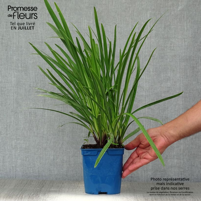 Agapanthus Glacier Stream 2L/3L pot sample as delivered in summer
