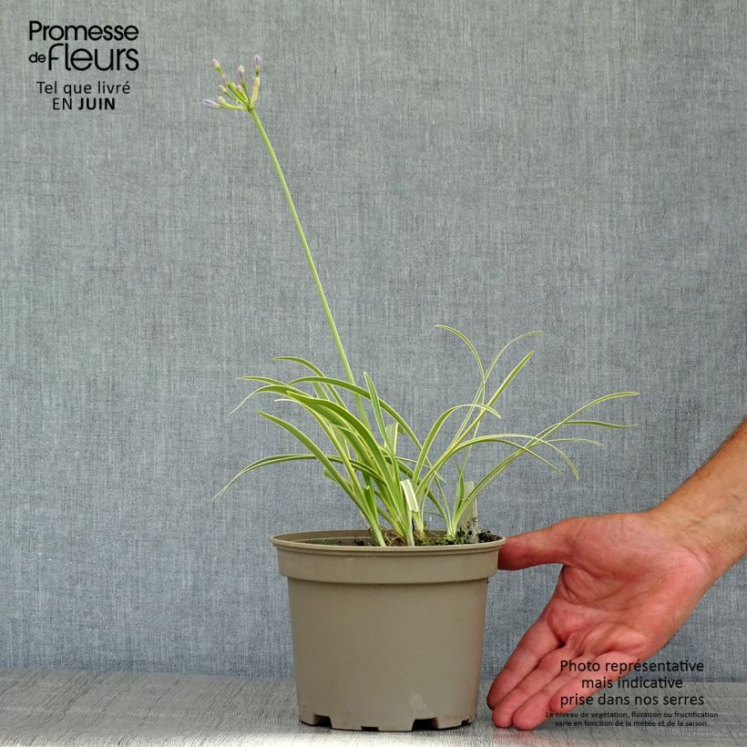 Agapanthus Golden Drop 2L/3L pot sample as delivered in summer