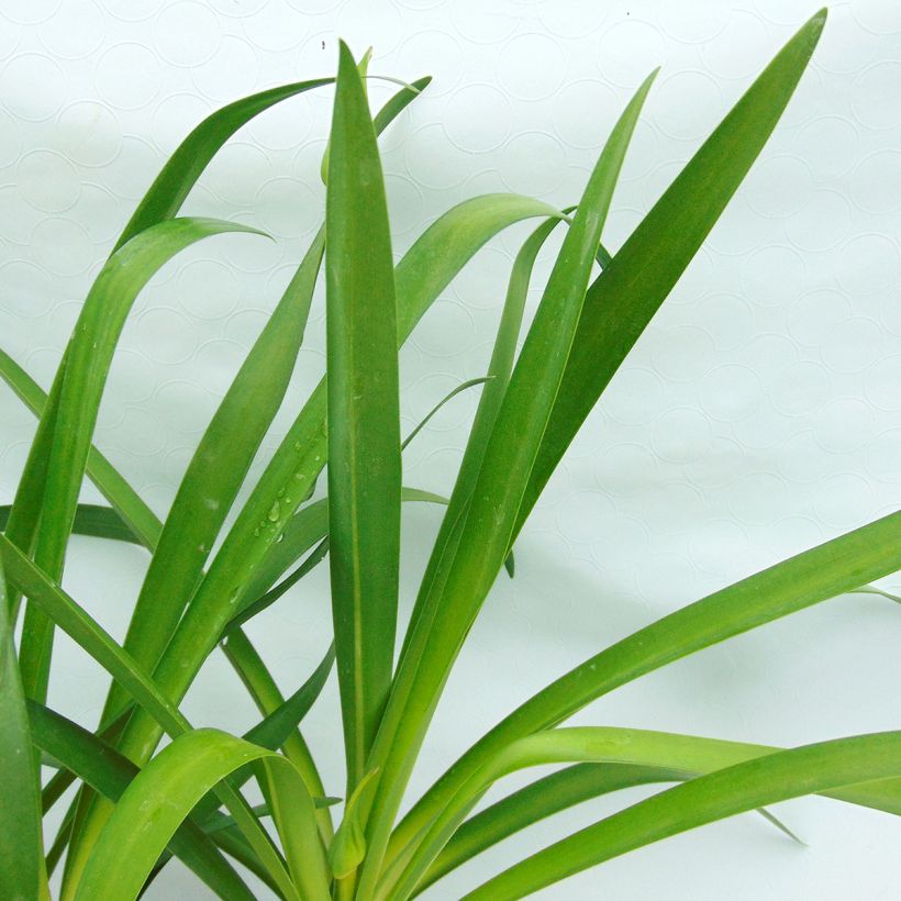 Agapanthus Graphite Blue (Foliage)