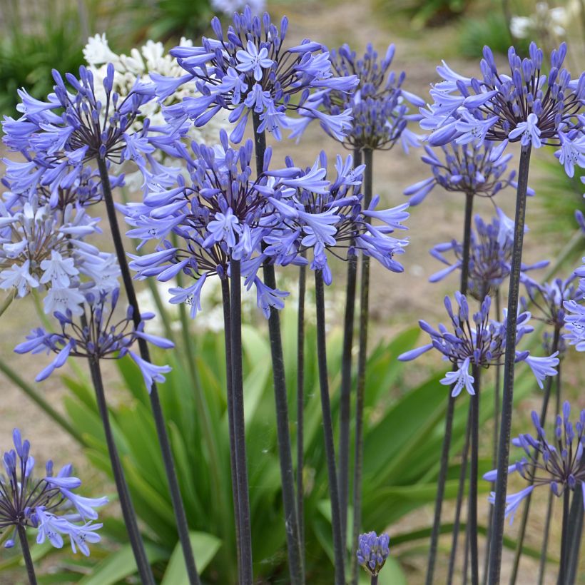 Agapanthus Graphite Blue (Flowering)