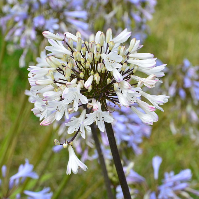 Agapanthus Graphite White (Flowering)