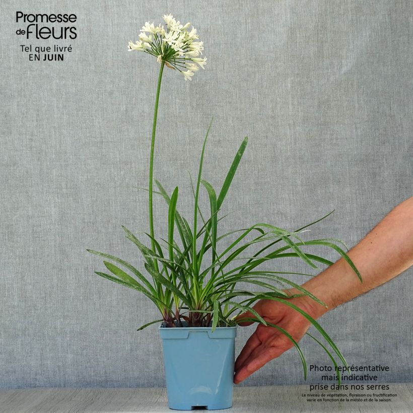Agapanthus Graphite White 2L/3L pot sample as delivered in summer