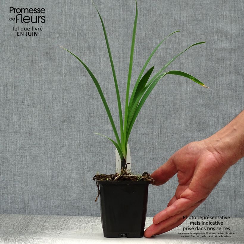 Agapanthus Headbourne Blue 8/9 cm pot sample as delivered in summer