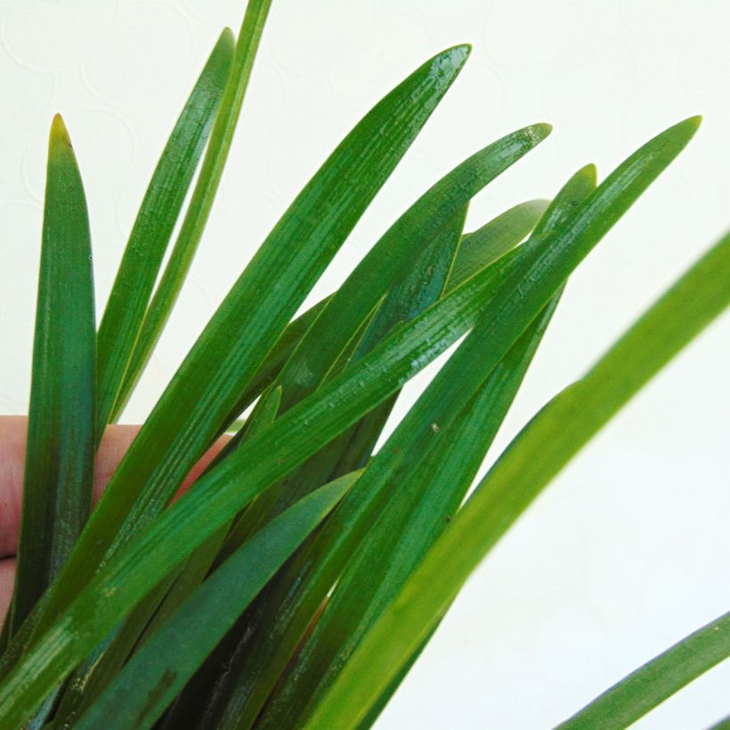 Agapanthus Lapis Lazuli (Foliage)