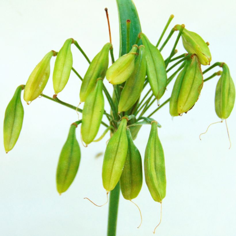 Agapanthus Lapis Lazuli (Harvest)